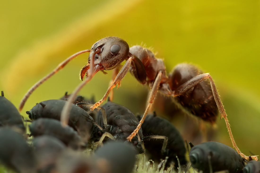 Black Ant with Aphids 5